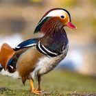 Portraits einer Mandarin-Ente