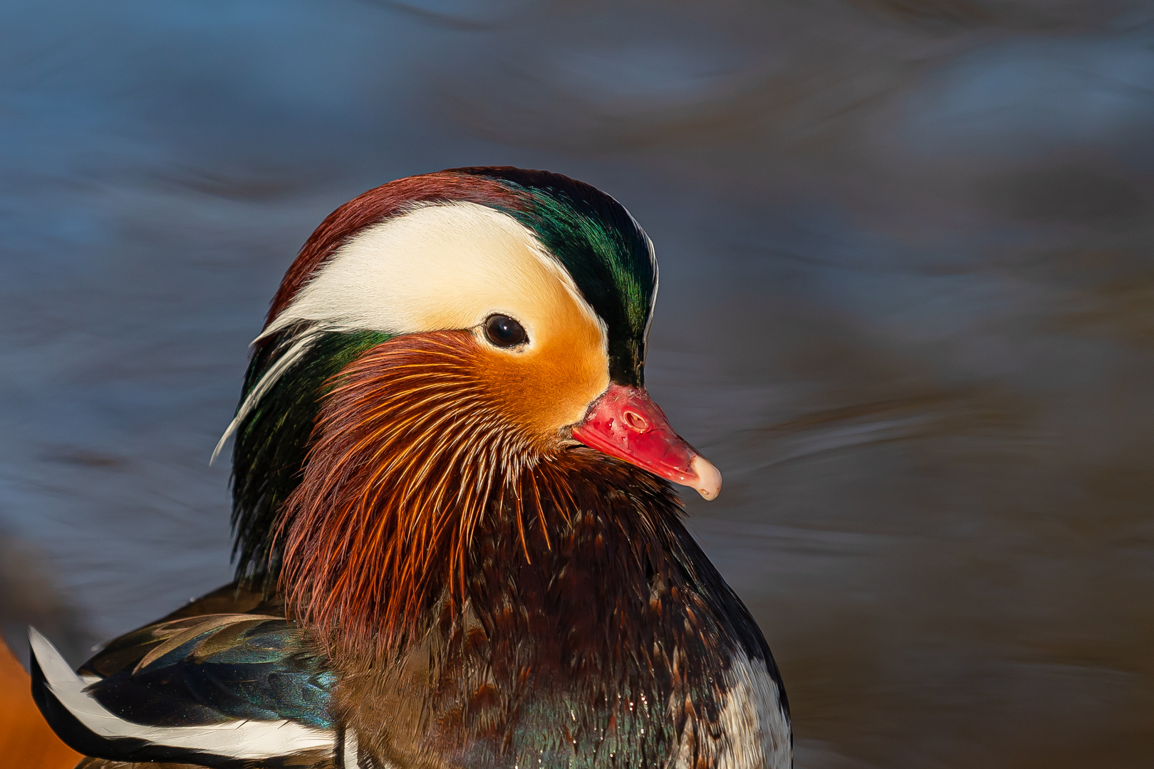 Portraits einer Mandarin-Ente