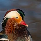 Portraits einer Mandarin-Ente