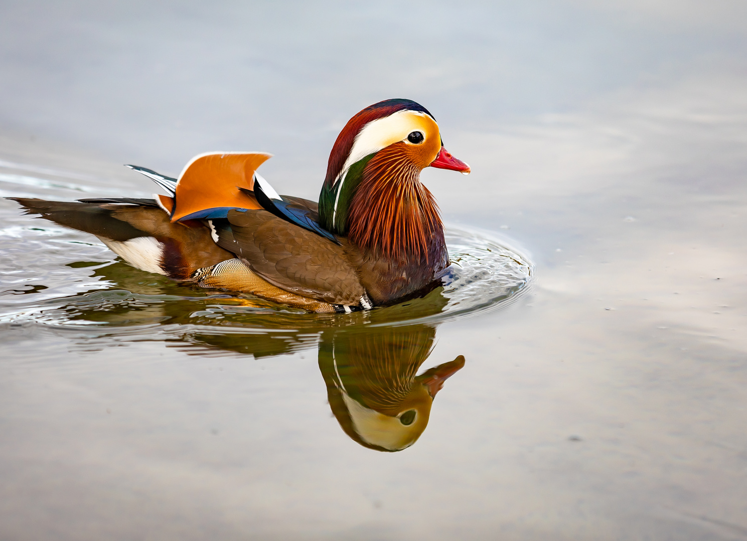 Portraits einer Mandarin-Ente