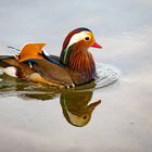 Portraits einer Mandarin-Ente