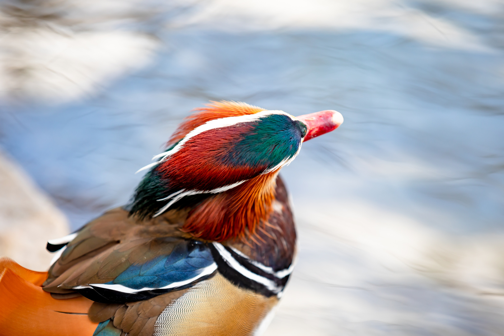 Portraits einer Mandarin-Ente