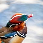 Portraits einer Mandarin-Ente