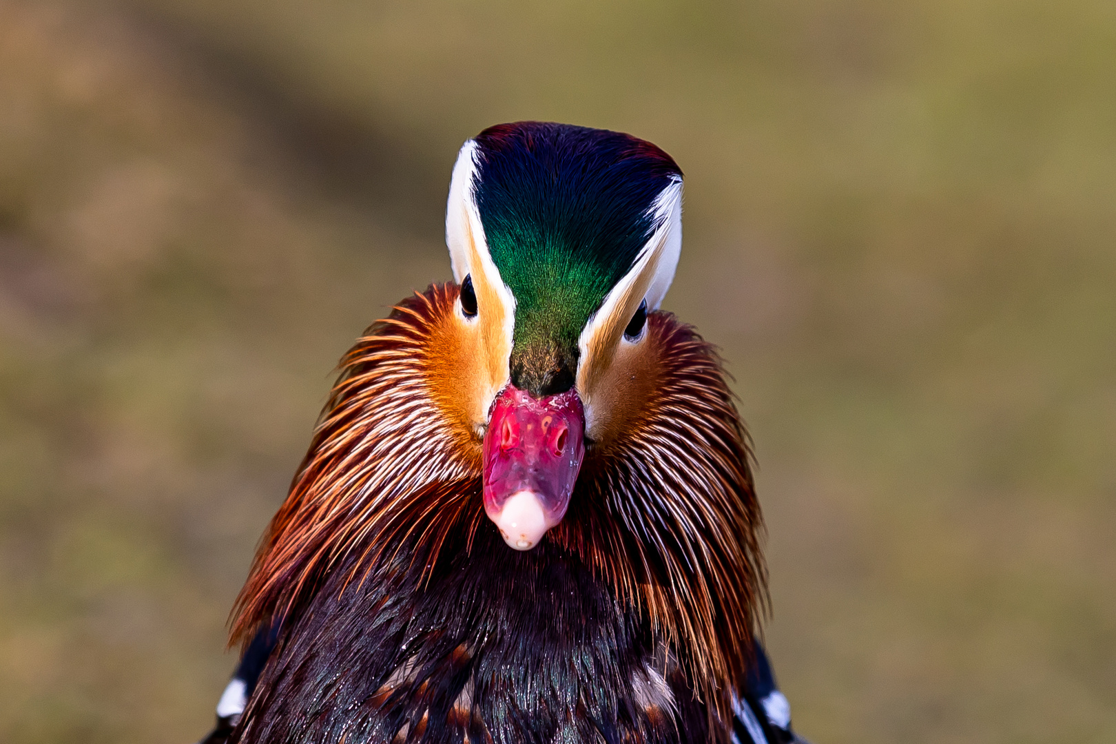 Portraits einer Mandarin-Ente