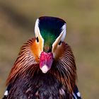 Portraits einer Mandarin-Ente