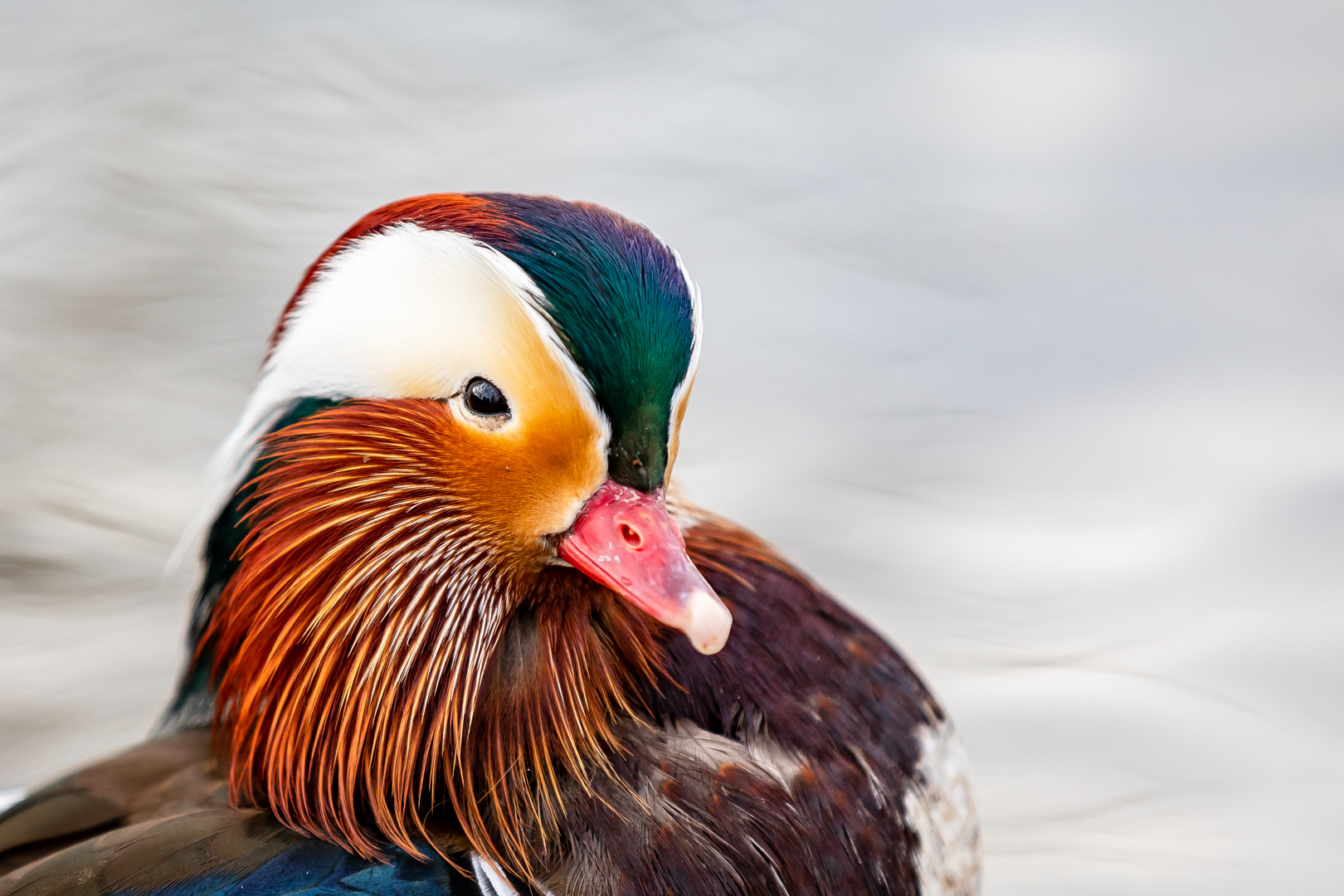 Portraits einer Mandarin-Ente