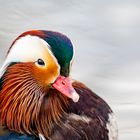 Portraits einer Mandarin-Ente