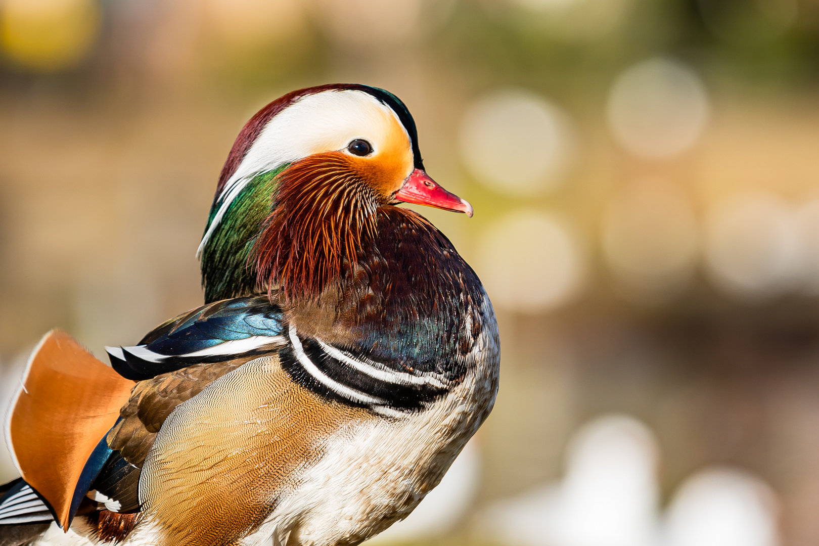 Portraits einer Mandarin-Ente