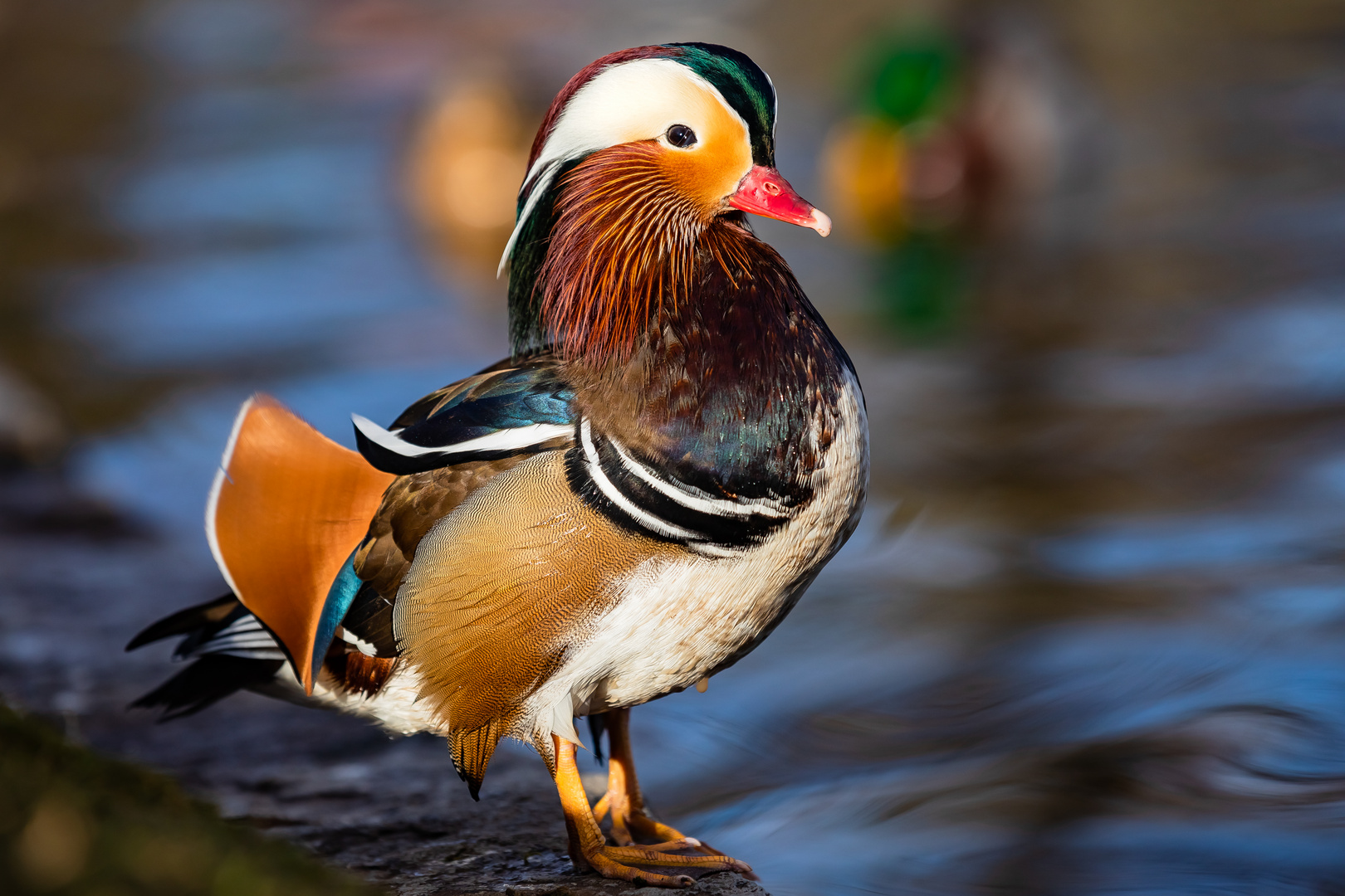 Portraits einer Mandarin-Ente