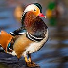 Portraits einer Mandarin-Ente