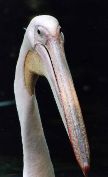 Portraits eines Pelikans