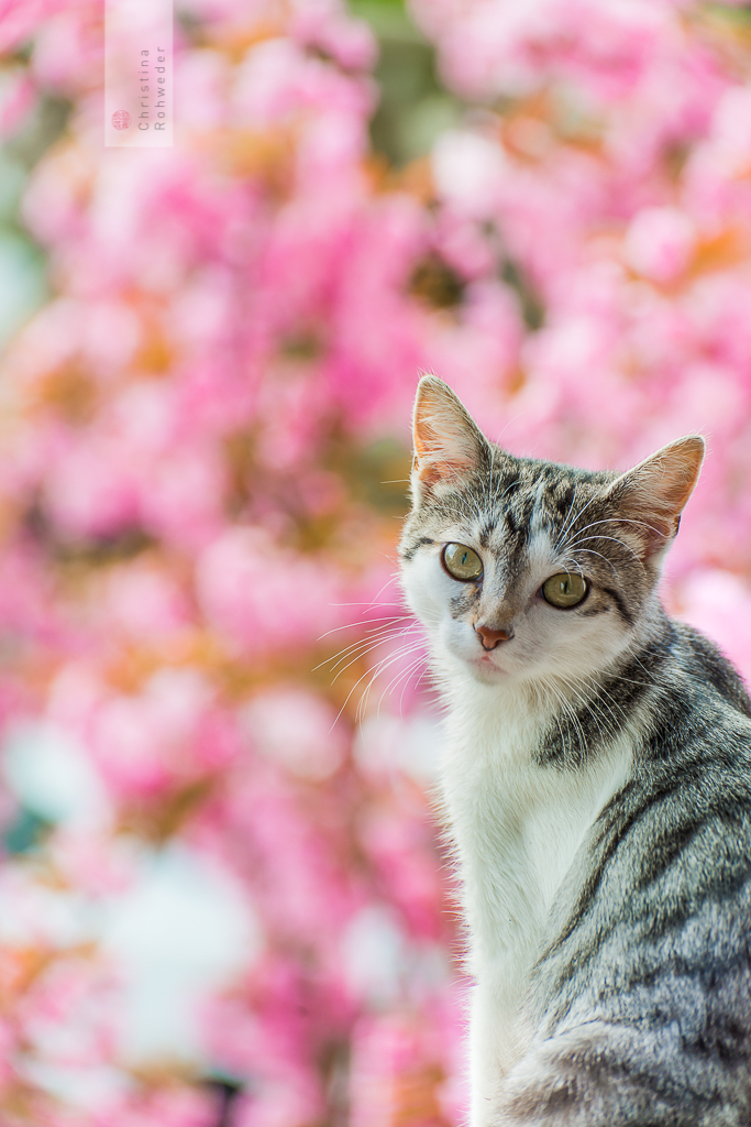 Portraits of Cats