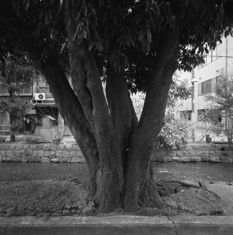 Portraits of Trees (7)