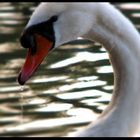 ..........Portrait..........Schwan..........