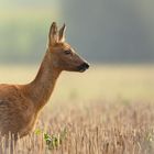 Portraitshoot mit einer Ricke