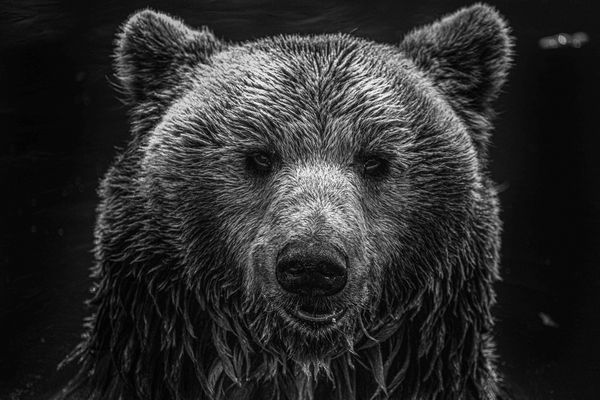 Portraitshooting mit Braunbär