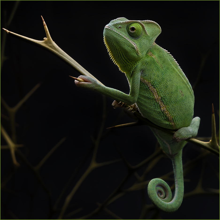 PORTRAITSITZEN IM ZOO