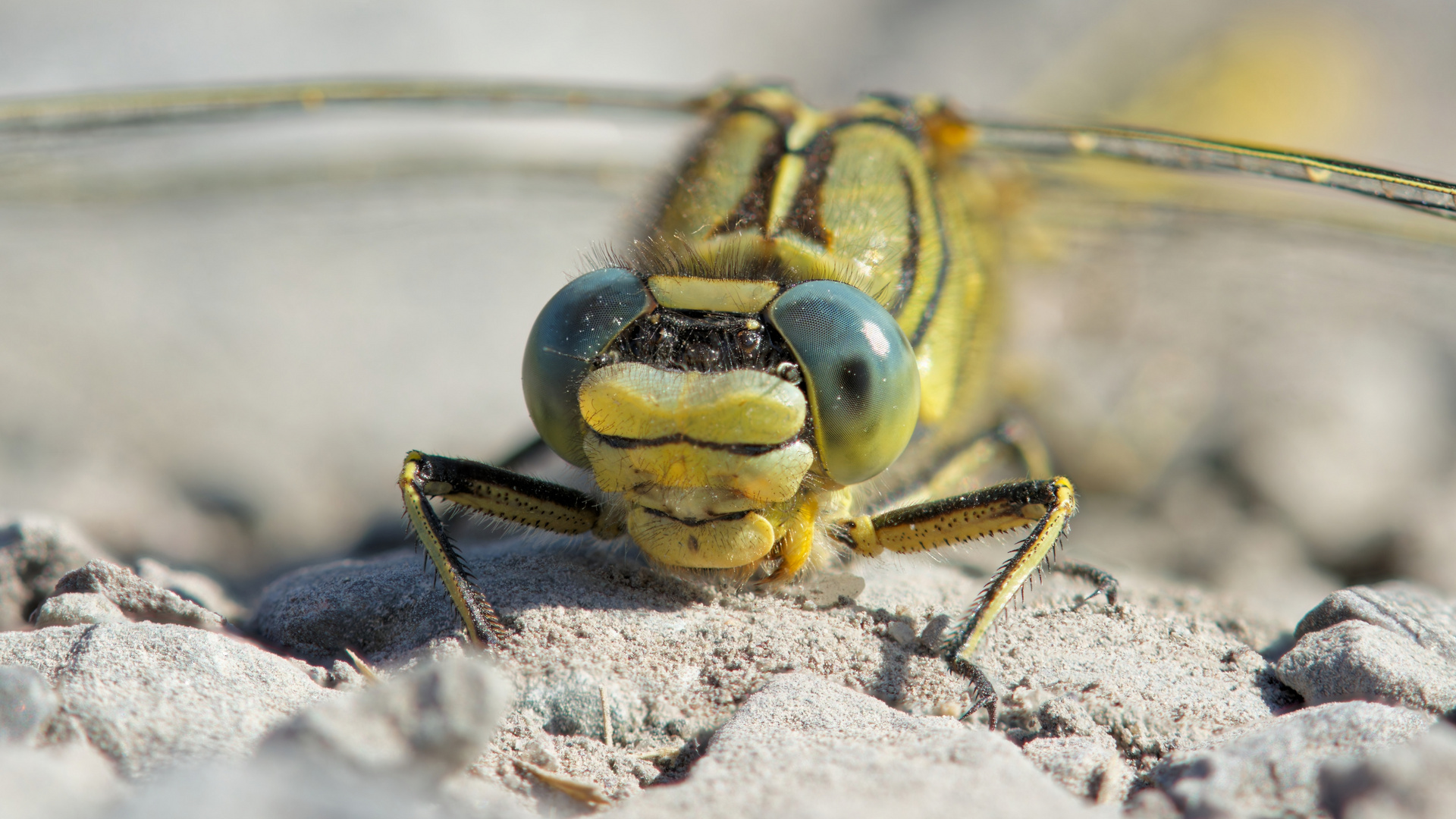 Portraitstack einer westlichen Keiljungfer