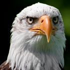 Portrait_Weißkopfseeadler