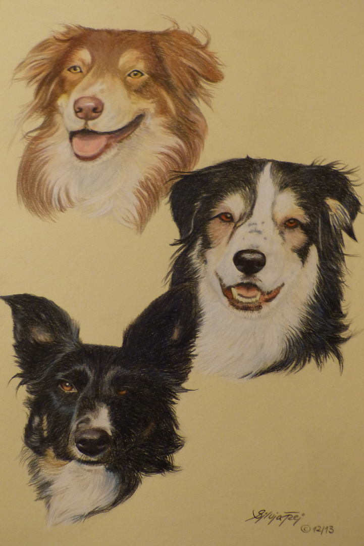 Portraitzeichnung drei Australian Shepherds / Colored pencil portrait of three Australian Shepherds