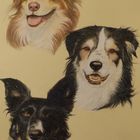 Portraitzeichnung drei Australian Shepherds / Colored pencil portrait of three Australian Shepherds