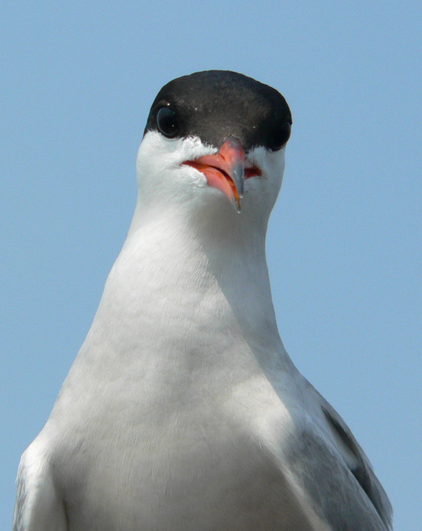 portret van een visdiefje