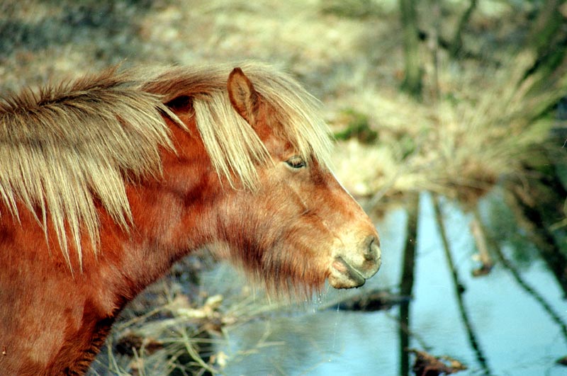 Portret von ein pferd