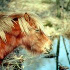 Portret von ein pferd