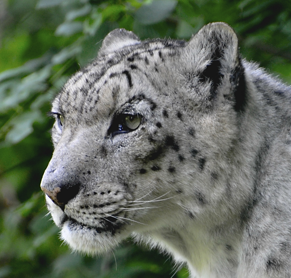 Portrit Schnee Leopard