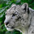 Portrit Schnee Leopard