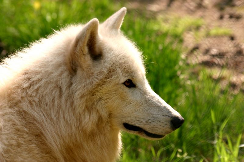 Portrtait eines Polarwolfes