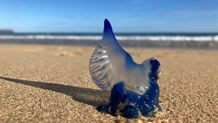 Portugal (2022), Portugiesische Galeere