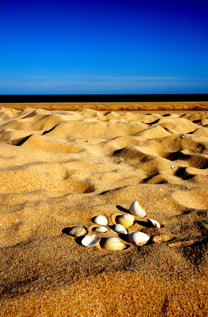 Portugal - Algarve - Muscheln am Strand - 2008