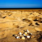 Portugal - Algarve - Muscheln am Strand - 2008