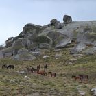 Portugals wilde "Mustangs"