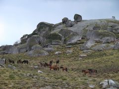 Portugals wilde "Mustangs"