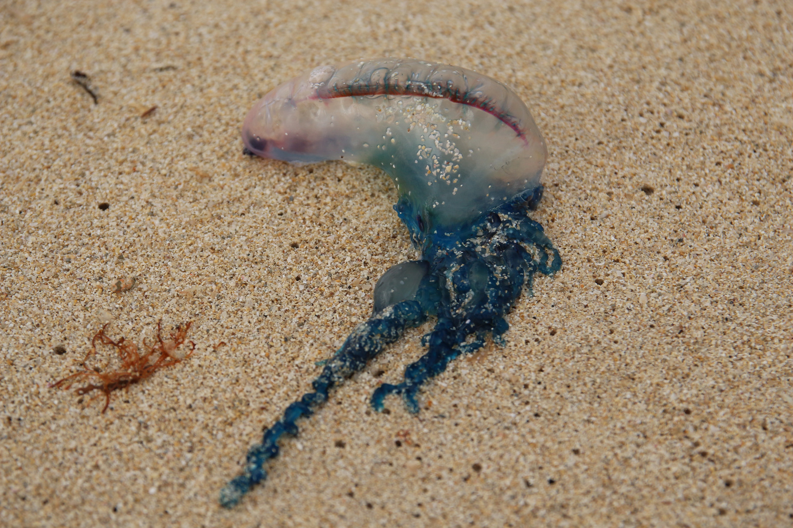 Portugisische Galeere Portugisische Galeere