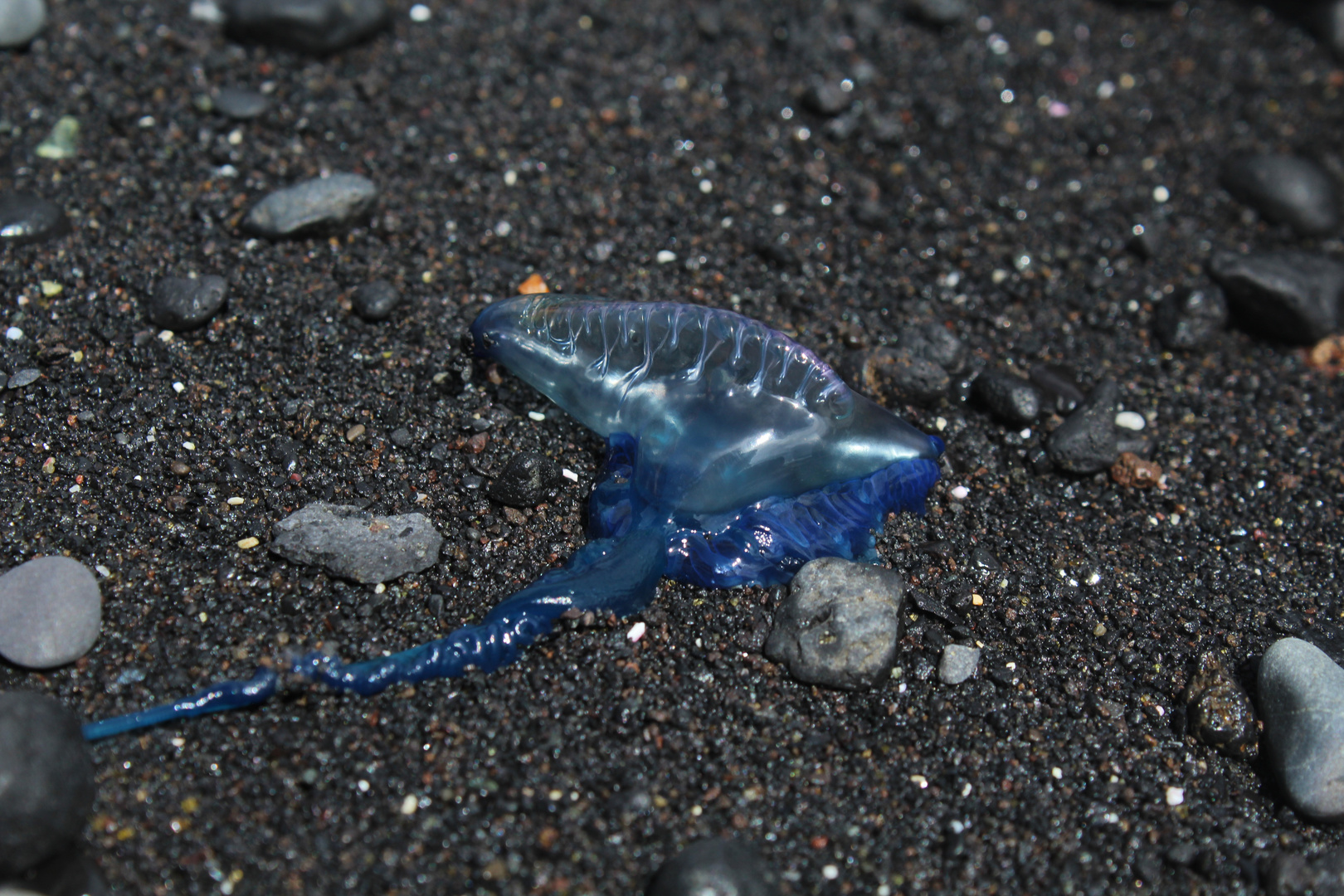 Portugiesische Gallere am Strand von La Palma