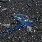 Portugiesische Gallere am Strand von La Palma