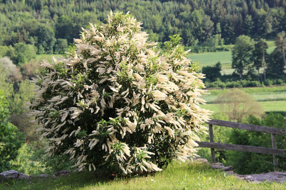 Portugiesischer Kirschlorbeer Foto & Bild pflanzen, pilze & flechten