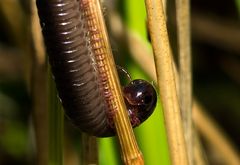 Portugiesischer Tausendfüßer (Ommatoiulus morelettii)