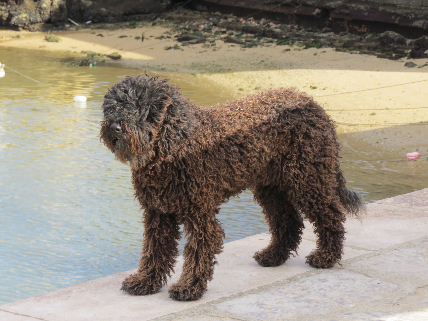 Portugiesischer-Wasserhund