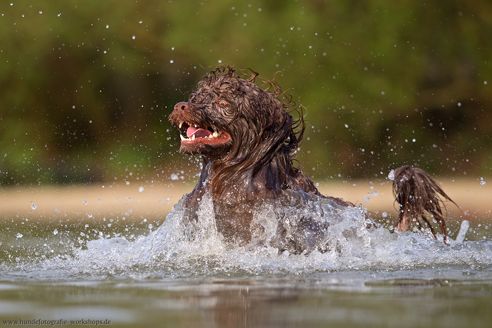 Portugiesischer Wasserhund