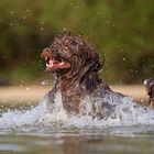 Portugiesischer Wasserhund