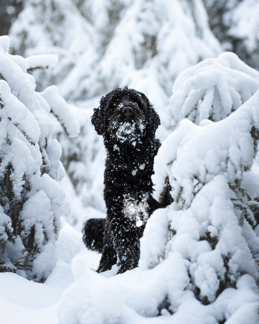 Portugiesischer Wasserhund im Schnee