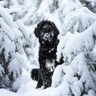 Portugiesischer Wasserhund im Schnee