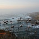 Portuguese Beaches IX