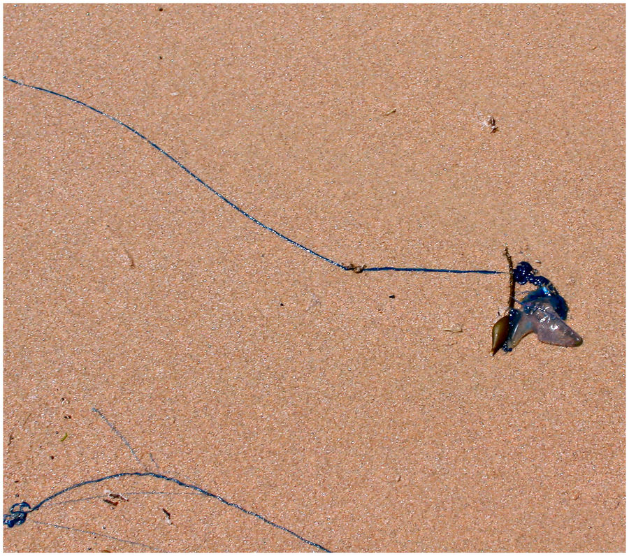 Portuguese Man-O-War (Bluebottle)