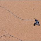 Portuguese Man-O-War (Bluebottle)