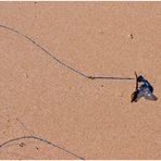 Portuguese Man-O-War (Bluebottle)